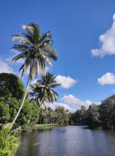 Guama and Hatiguanico River Trip - Dominican Republic