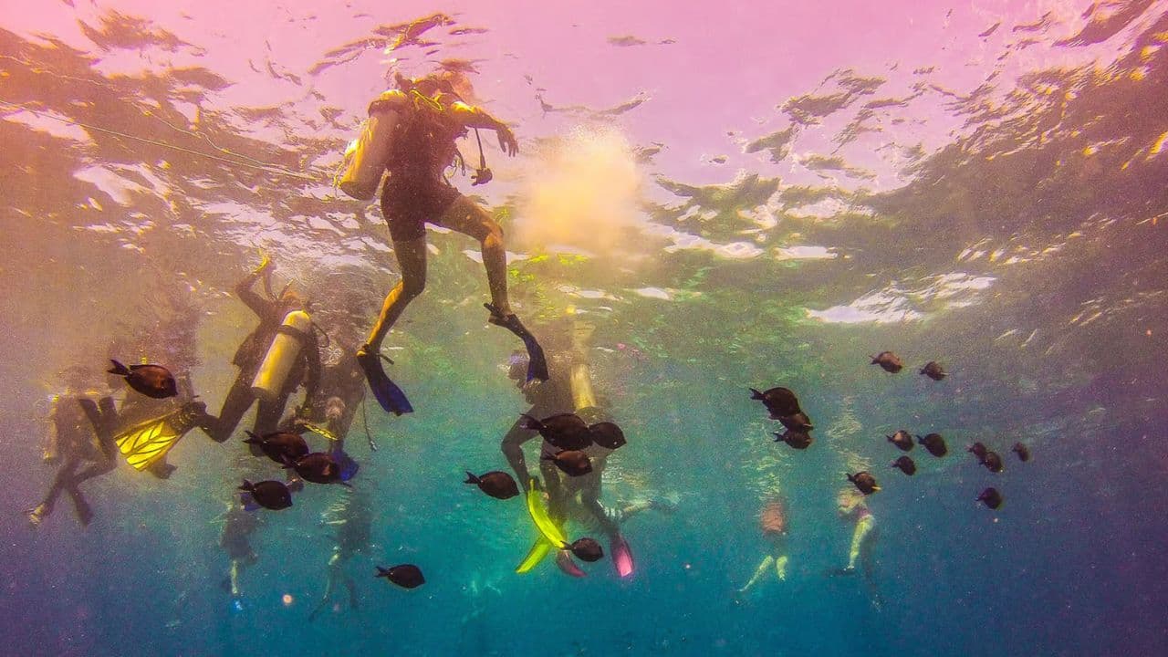 Catalina island snorkel with Food and drinks (Full Day) - Photo 5 (Gallery view)