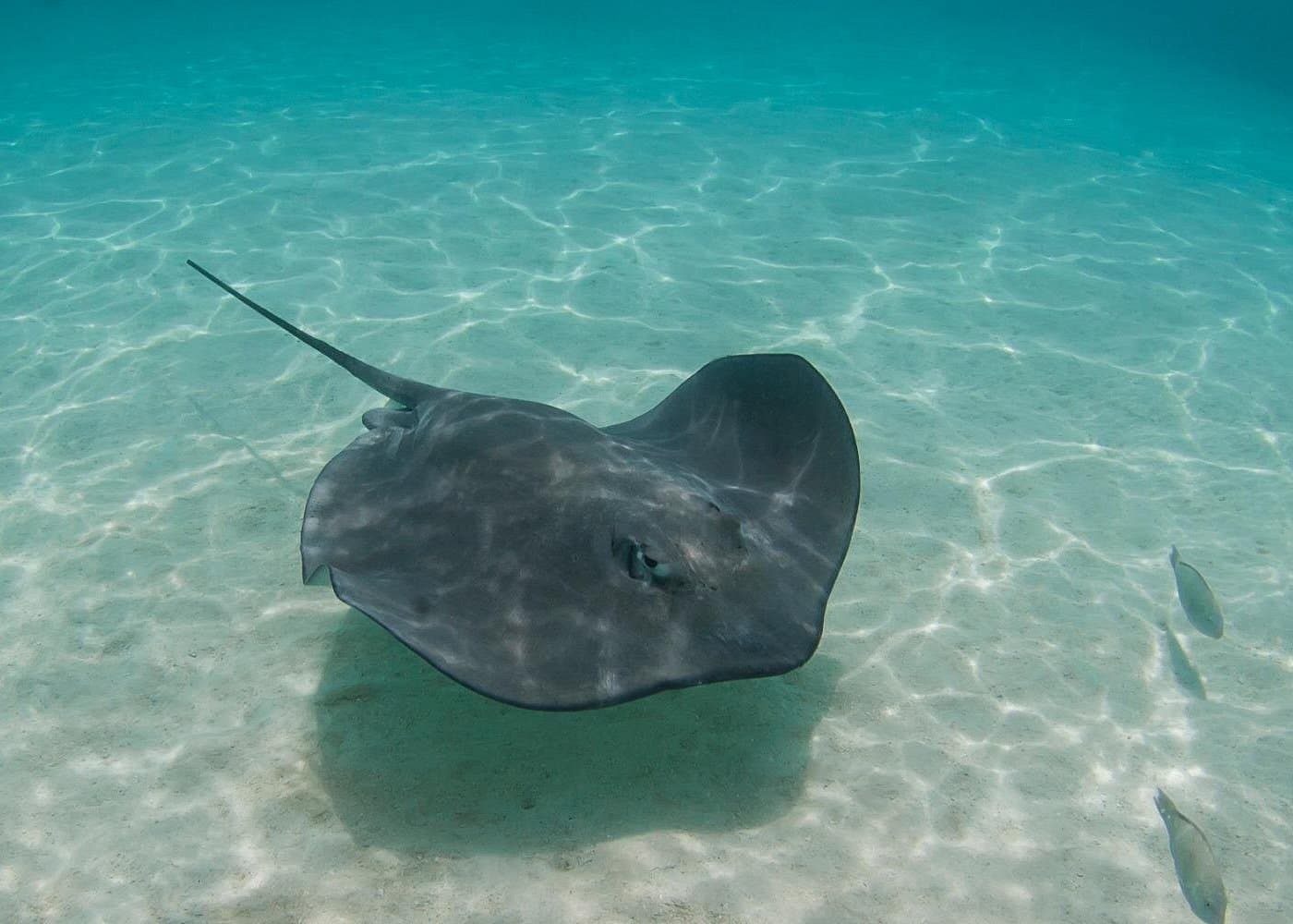 Full Day Tour Pinzon Island + La Fe/Las Palmas - Snorkeling & Fishing - Photo 2 (Gallery view)