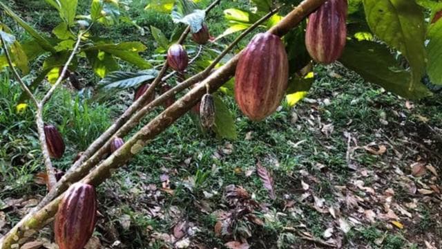 Puerto Viejo: Food and Culture Walking Tour - Photo 3 (Gallery view)