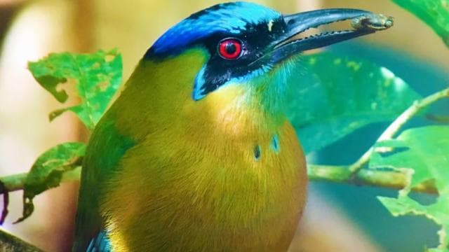 Manuel Antonio: Wildlife and Beach Tour in National Park - Photo 4 (Gallery view)