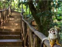 Monkey jungle tour + Transportation from cruise/hotel - Dominican Republic