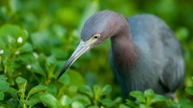 Tortuguero: tour avventuroso in canoa - Photo 2 (Gallery view)