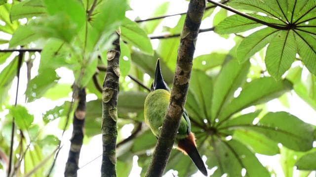 Plongez dans la magie de la forêt nuageuse de Monteverde - Photo 3 (Gallery view)