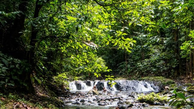 Corcovado National Park: San Pedrillo Station Day Tour - Dominican Republic