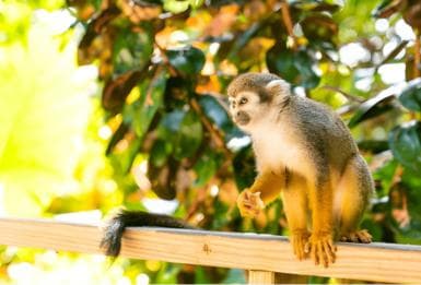Jardin des papillons et pays des singes à Puerto Plata - Photo 3 (Gallery view)