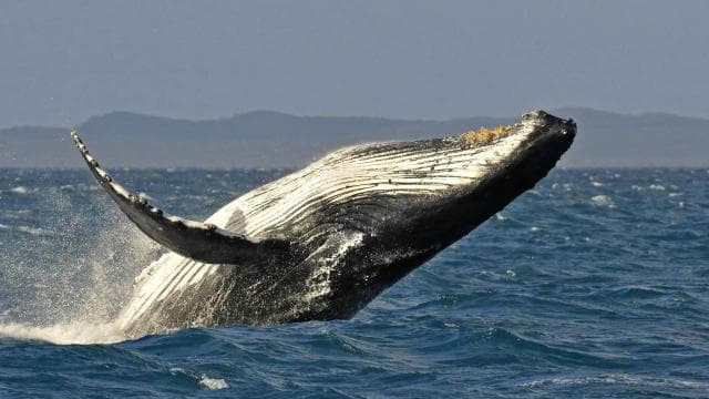 Uvita: Marino Ballena National Park Whale Watching Cruise - Photo 2 (Gallery view)