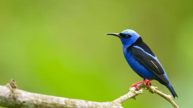 Costa Rica : Birdwatching experience with a profesional. - Dominican Republic