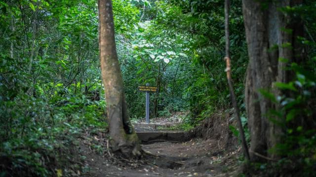 Rincón de la Vieja Rainforest Wildlife Night Tour - Photo 4 (Gallery view)