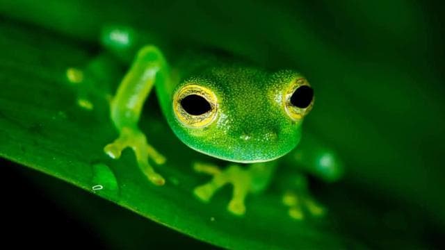 Manuel Antonio: Rainmaker Park Night Tour with Dinner - Dominican Republic