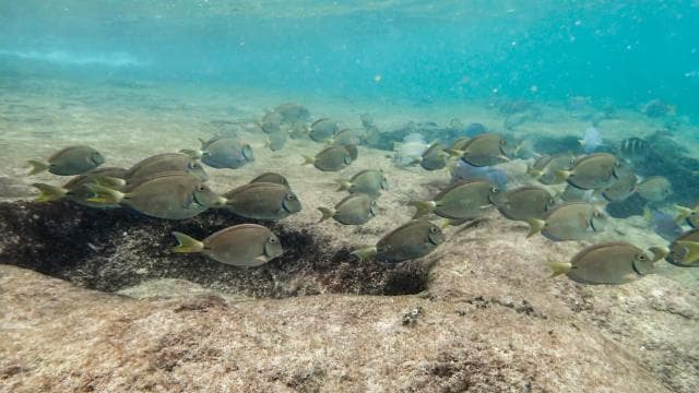 Fajardo: Snorkeling Boat Tour with Snacks and Drinks - Photo 5 (Gallery view)