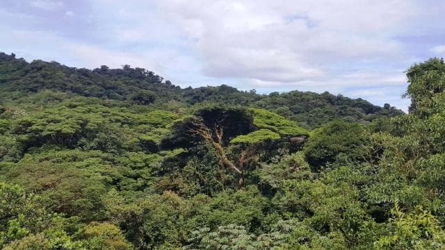 From San José: Monteverde Hanging Bridges Day Trip - Photo 2 (Gallery view)