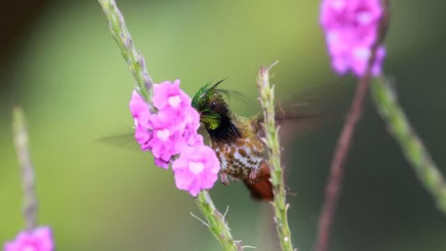 Arenal Forest: Bird Observation & Photography Tour - Photo 3 (Gallery view)