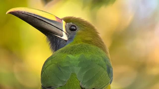 Monteverde: Birdwatching Half-Day Tour - Dominican Republic