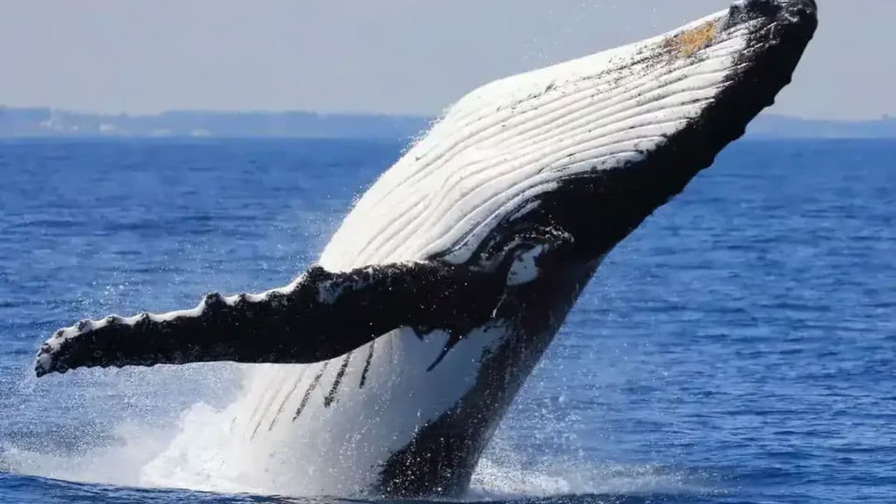 Whale Watching Tour in Samana - Photo 2 (Gallery view)