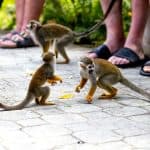 Punta Cana: Monkey Land Half-Day Safari and Plantation - Photo 4 (Gallery view)