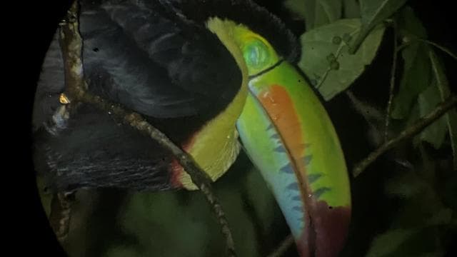 Monteverde morning day tour & night tour - Photo 3 (Gallery view)