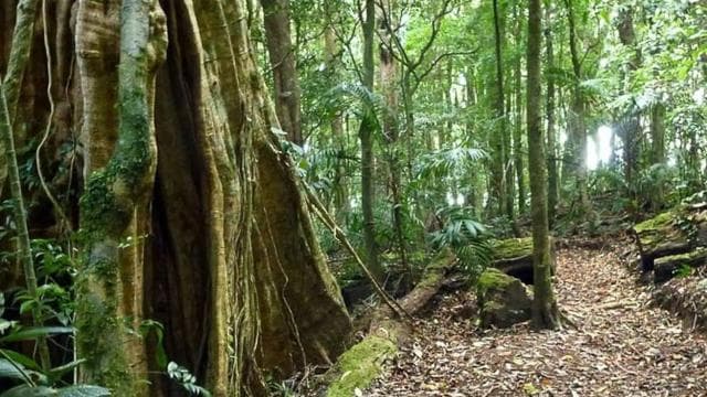 Monteverde: Curi-Cancha Reserve Tour with Entry Ticket - Photo 4 (Gallery view)