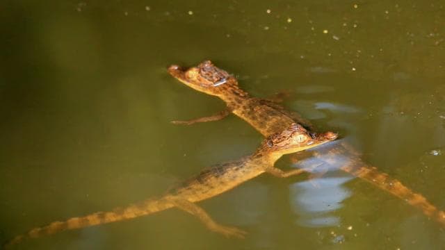 Terraba Sierpe National Wetlands - Mangrove Tour - Dominican Republic