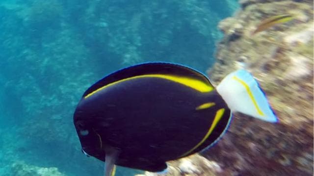 Uvita: Snorkeling at Caño Island - Dominican Republic