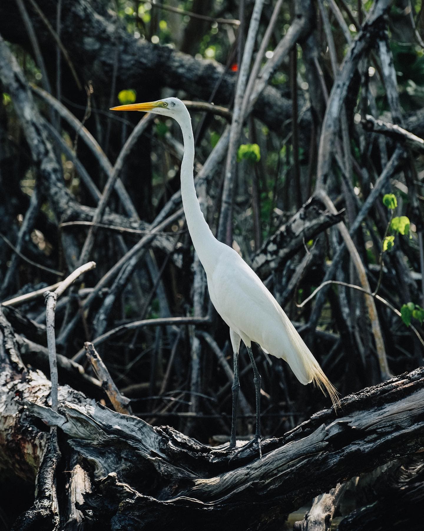 Sabana de la Mar: Los Haitises Park Bike and Boat Tour - Photo 2 (Gallery view)