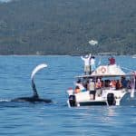 Samana: Bay of Samana Whale Watching Experience - Photo 2 (Gallery view)
