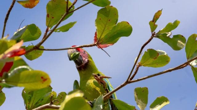 Tortuguero Ulusal Parkı'nda Kano Turu *ŞEHİRDEKİ EN İYİ* - Photo 5 (Gallery view)
