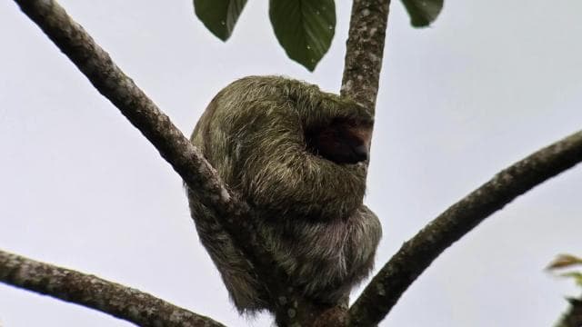 Costa Rica: Sloth Tour at Juan Castro Blanco National Park - Photo 3 (Gallery view)