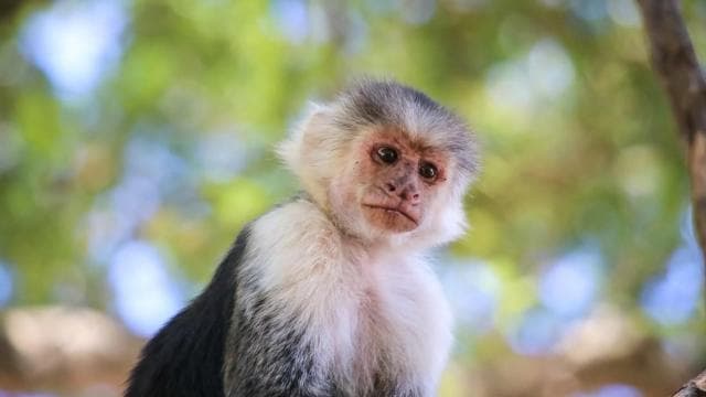 Quepos Costa Rica: Mangrove Monkey Tour - Photo 3 (Gallery view)