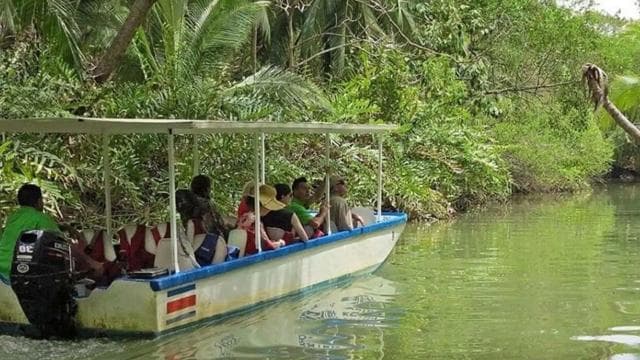 Damas Island: Mangrove Boat Tour - Photo 3 (Gallery view)