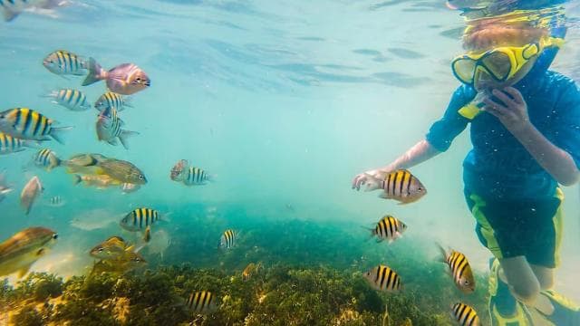 Playa Mantas: Morning Guided Snorkeling Tour Near Jaco Beach - Dominican Republic