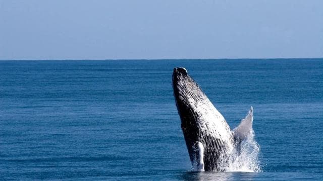 From Punta Canta: Whale Watching Cruise with Cayo Levantado - Photo 2 (Gallery view)