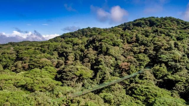 Monteverde: puentes colgantes, perezosos y mariposas - Photo 3 (Gallery view)