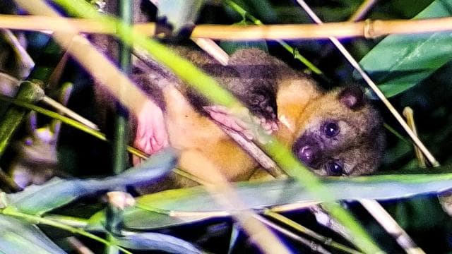 Manuel Antonio: Shared Night Tour Forest Experience - Photo 2 (Gallery view)
