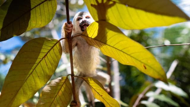 Manuel Antonio: Volunteer for a Day at a Wildlife Sanctuary - Dominican Republic