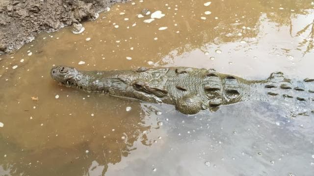 1 Stunde und 45 Minuten Krokodil-Abenteuertour im Fluss Tarcoles - Photo 4 (Gallery view)