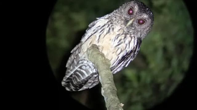 Monteverde: Night Walk through the Forest with a Guide - Dominican Republic