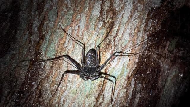 Puerto Jimenez: Nighttime Wildlife Hike with a Local Guide - Dominican Republic