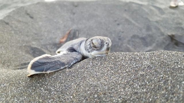 TURTLE WATCHING IN TORTUGUERO COSTA RICA - Dominican Republic