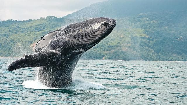 WHALE & DOLPHIN WATCHING IN UVITA COSTA RICA - Photo 2 (Gallery view)
