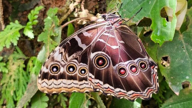 Mistico Hanging Bridges + Transportation + Naturalist Guide - Photo 2 (Gallery view)