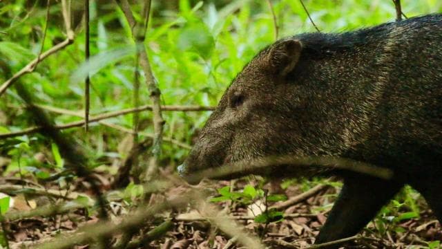 Corcovado National Park- Sirena/San Pedrillo Station - 1 Day - Photo 2 (Gallery view)