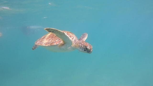 San Juan: Šnorchlování se želvami, dobrodružství a videa zdarma - Dominican Republic