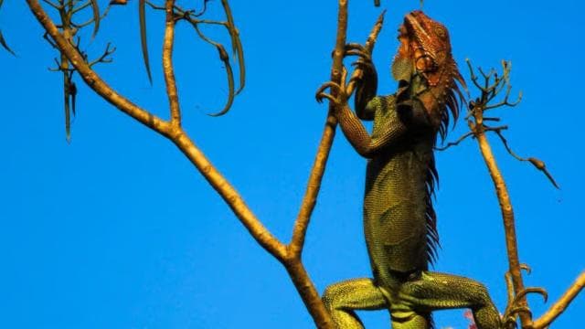 Terraba Sierpe National Wetlands - Mangrove Tour - Photo 4 (Gallery view)