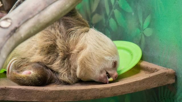 San Jose: Sloth and Wildlife Rescue Center Tour - Photo 2 (Gallery view)