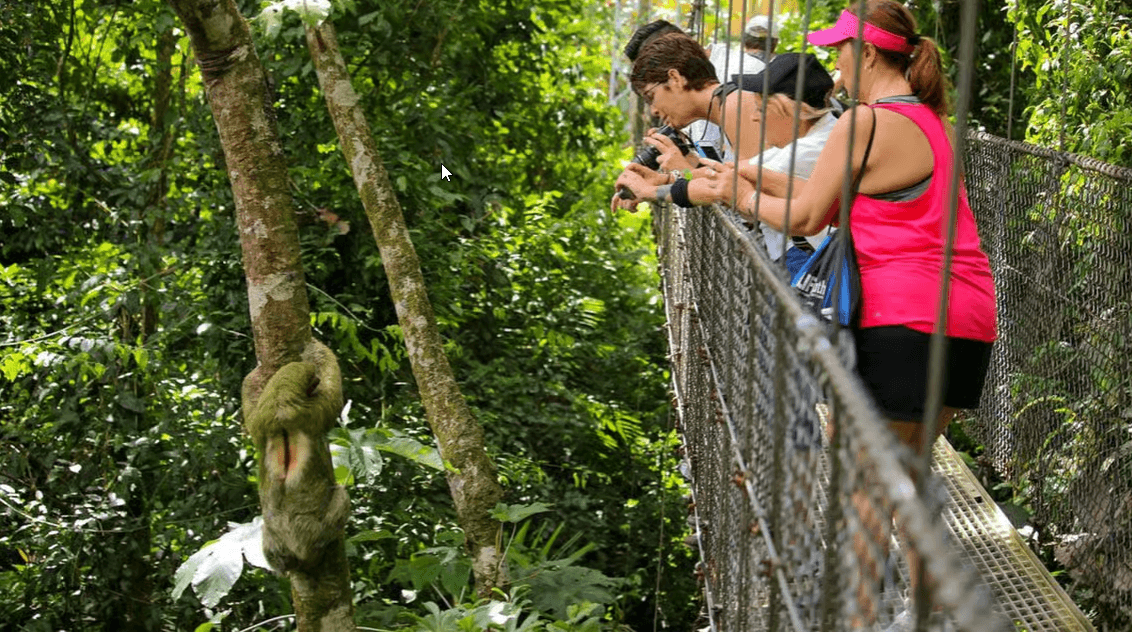 La Fortuna: Hanging Bridges, Arenal Volcano, and Falls Tour - Photo 3 (Gallery view)