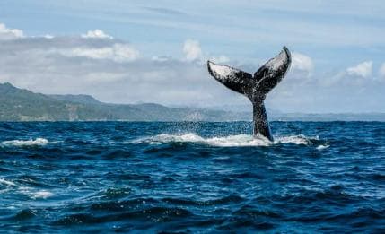 Miches: Half Day Whale Watching Catamaran Tour with Snacks - Photo 4 (Gallery view)