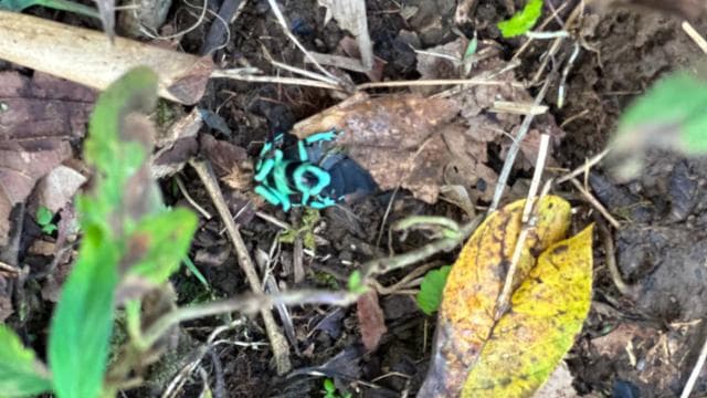 Guanacaste: gita di un giorno alla foresta pluviale, ai bradipi e alla natura con pranzo - Photo 5 (Gallery view)