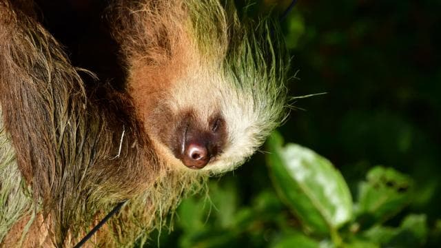 Immerse yourself in the magic of the Monteverde Cloud Forest - Dominican Republic