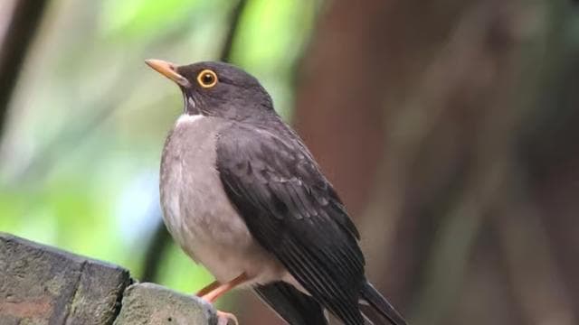 Monteverde: Nature walk in Curicancha Reserve - Dominican Republic